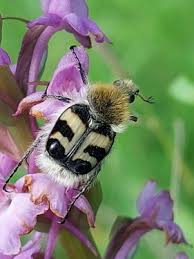 Attēlu rezultāti vaicājumam “Trichius fasciatus imago”