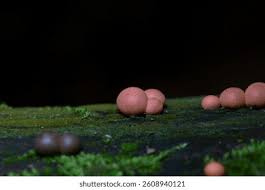 Attēlu rezultāti vaicājumam “Lycogala conicum spores”