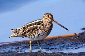 Attēlu rezultāti vaicājumam “Gallinago gallinago nest”