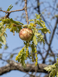 Attēlu rezultāti vaicājumam “Biorhiza pallida”