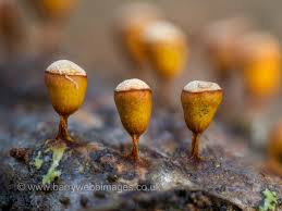 Attēlu rezultāti vaicājumam “Craterium minutum macro”