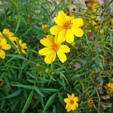Attēlu rezultāti vaicājumam “Tagetes”