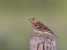 Image result for Anthus cervinus