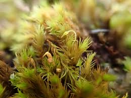 Attēlu rezultāti vaicājumam “Grimmia muehlenbeckii sporophyte”