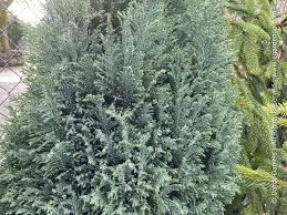 Attēlu rezultāti vaicājumam “Chamaecyparis lawsoniana”