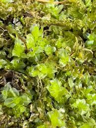 Attēlu rezultāti vaicājumam “Plagiomnium cuspidatum sporophyte”