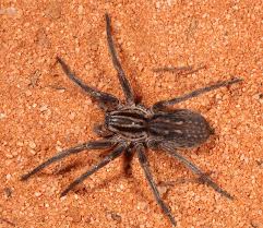 Attēlu rezultāti vaicājumam “Miturgidae”