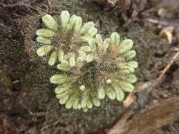 Attēlu rezultāti vaicājumam “Riccia”