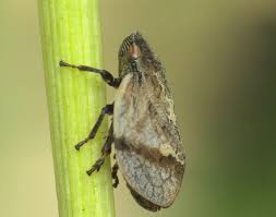 Attēlu rezultāti vaicājumam “Lepyronia coleoptrata”