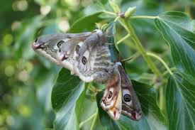Attēlu rezultāti vaicājumam “Saturnia pavonia eggs”
