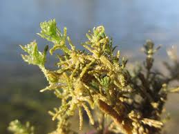 Attēlu rezultāti vaicājumam “Chara aspera”