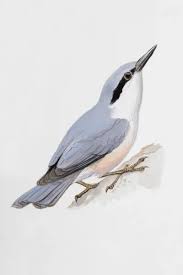 Attēlu rezultāti vaicājumam “Sitta europaea”