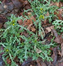 Attēlu rezultāti vaicājumam “Senecio vulgaris flower”