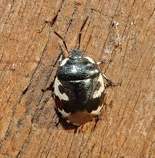 Attēlu rezultāti vaicājumam “Tritomegas bicolor”