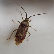 Attēlu rezultāti vaicājumam “Pantilius tunicatus imago”