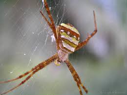 Image result for st andrews cross spider