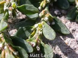 Attēlu rezultāti vaicājumam “Polygonum arenastrum leaf”