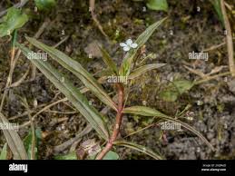 Attēlu rezultāti vaicājumam “Veronica scutellata leaf”