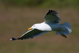 Image result for Larus cachinnans