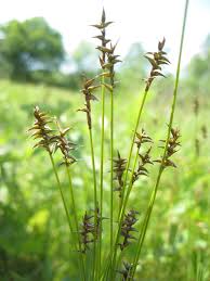 Attēlu rezultāti vaicājumam “Carex davalliana”