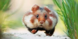 Image result for хомяк