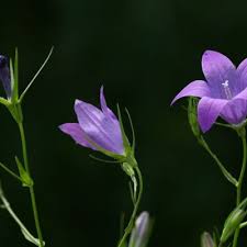 Image result for Campanula patula