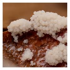 Attēlu rezultāti vaicājumam “Stemonitis fusca young”