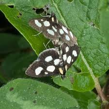 Attēlu rezultāti vaicājumam “Anania funebris”