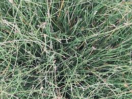 Attēlu rezultāti vaicājumam “Equisetum variegatum”