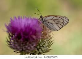 Attēlu rezultāti vaicājumam “Aporia crataegi female”