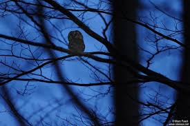 Attēlu rezultāti vaicājumam “Aegolius funereus adult”