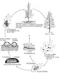 Attēlu rezultāti vaicājumam “Rhytisma acerinum”