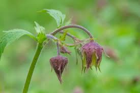 Attēlu rezultāti vaicājumam “Geum rivale bud”