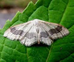 Attēlu rezultāti vaicājumam “Idaea aversata”