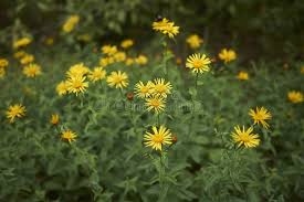 Attēlu rezultāti vaicājumam “Inula salicina flower”