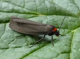 Attēlu rezultāti vaicājumam “Atolmis rubricollis”