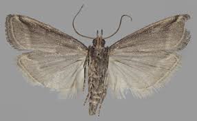 Attēlu rezultāti vaicājumam “Nyctegretis lineana”