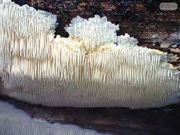 Attēlu rezultāti vaicājumam “Anomoporia bombycina”