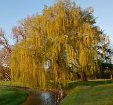 Attēlu rezultāti vaicājumam “Salix”