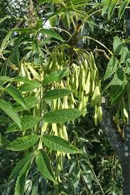 Attēlu rezultāti vaicājumam “Fraxinus excelsior”