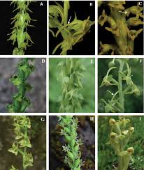 Attēlu rezultāti vaicājumam “Herminium monorchis fruit”