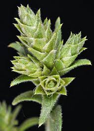 Attēlu rezultāti vaicājumam “Corispermum hyssopifolium”