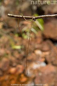 Attēlu rezultāti vaicājumam “Nematomorpha”