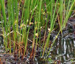 Attēlu rezultāti vaicājumam “Juncus filiformis”
