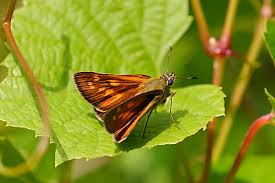 Attēlu rezultāti vaicājumam “Ochlodes sylvanus underside”