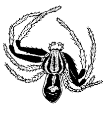 Attēlu rezultāti vaicājumam “Xysticus ulmi adult”