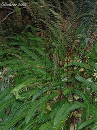 Attēlu rezultāti vaicājumam “Blechnum spicant”