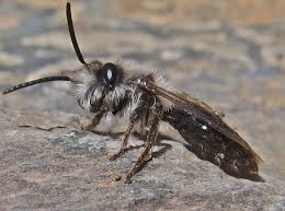 Attēlu rezultāti vaicājumam “Andrena vaga”