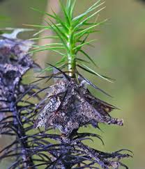 Attēlu rezultāti vaicājumam “Badhamia lilacina”