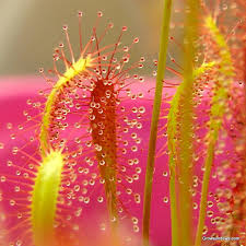 Attēlu rezultāti vaicājumam “Drosera anglica leaf”